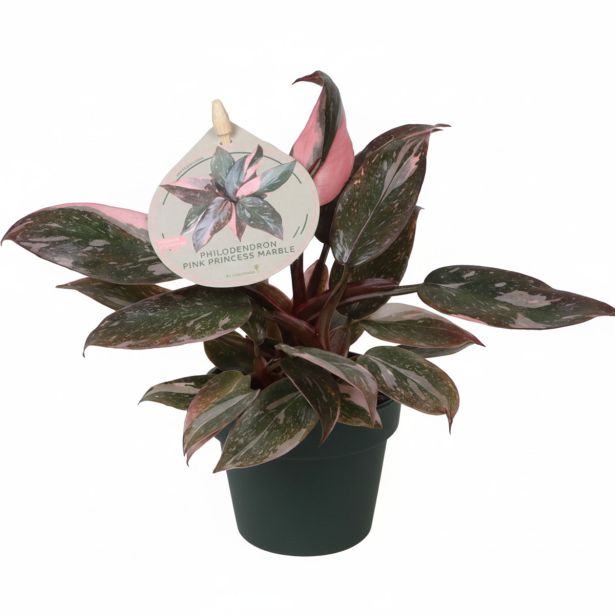 SOBNA ZELENA RASTLINA FILODENDRON PRINCESS MARBLE L6 CM