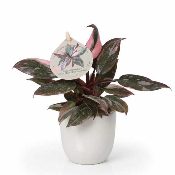 SOBNA ZELENA RASTLINA FILODENDRON PRINCESS MARBLE L6 CM