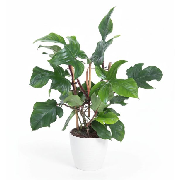 SOBNA ZELENA RASTLINA FILODENDRON RED WONDER L19 CM