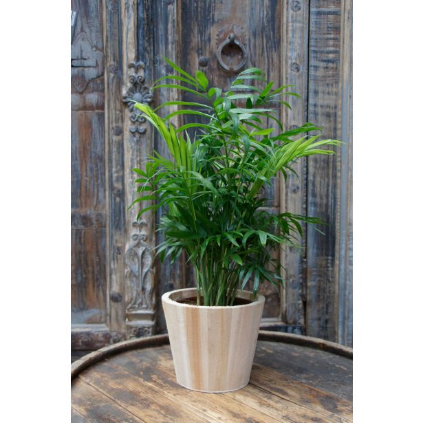 SOBNA ZELENA RASTLINA GORSKA PALMA L12 CM