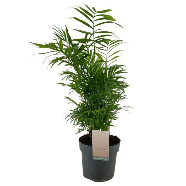 SOBNA ZELENA RASTLINA GORSKA PALMA L12 CM