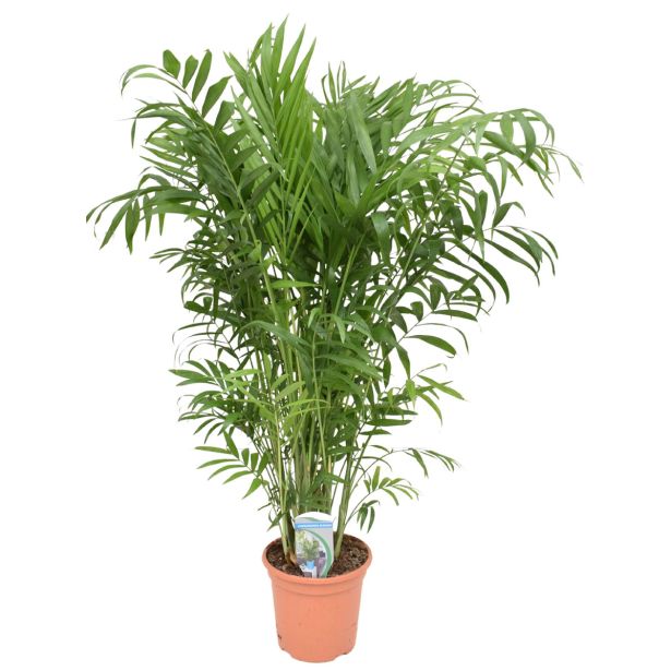 SOBNA ZELENA RASTLINA GORSKA PALMA L17 CM