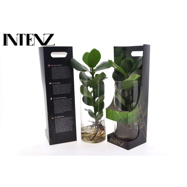 SOBNA ZELENA RASTLINA KLUZIJA V OKR. LONCU L12