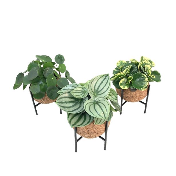 SOBNA ZELENA RASTLINA KOKODAMA NA STOJALU L15 CM