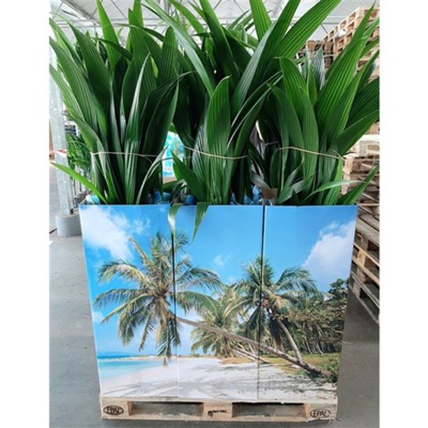 SOBNA ZELENA RASTLINA KOKOS NUCIFERA L 19