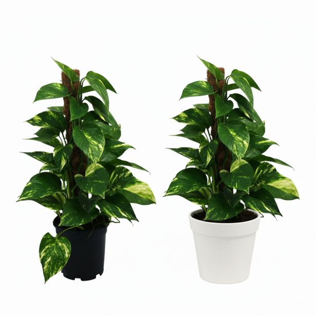 SOBNA ZELENA RASTLINA NA OPORI L15 CM