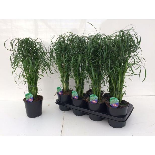 SOBNA ZELENA RASTLINA PAHLJAČASTA OSTRICA L14