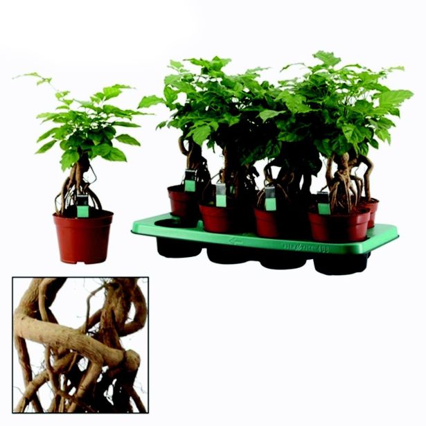 SOBNA ZELENA RASTLINA SOBNI JESEN L14