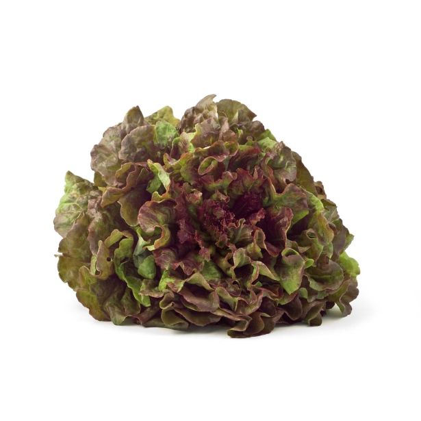 LISTNA ZELENJAVA SOLATA 4 LETNI ČASI 8/1 PESCIANTINA KULTIPAK