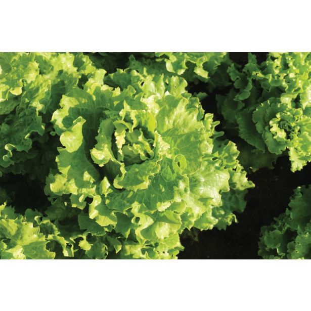 LISTNA ZELENJAVA SOLATA 9 KOS ROZETASTA