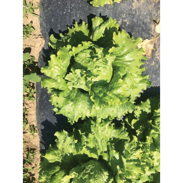 LISTNA ZELENJAVA SOLATA 9 KOS ROZETASTA