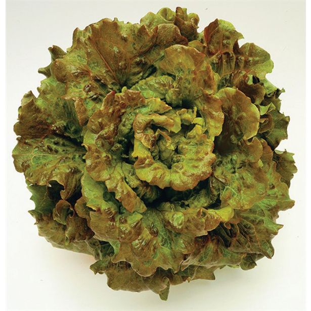 LISTNA ZELENJAVA SOLATA 9 KOS ROZETASTA