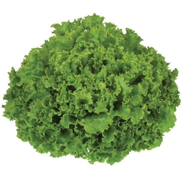 LISTNA ZELENJAVA SOLATA 9 KOS ROZETASTA