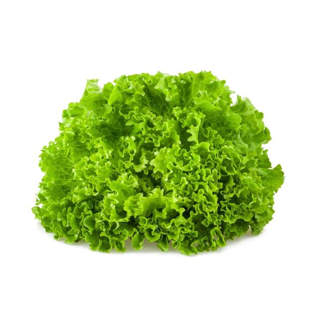 LISTNA ZELENJAVA SOLATA GENTILINA ZELE.8/1 GIANINA KULTIPAK