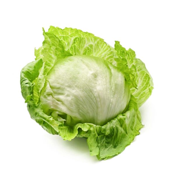 LISTNA ZELENJAVA SOLATA ICEBERG 8/1 PRECOCE ADELA KULTIPAK