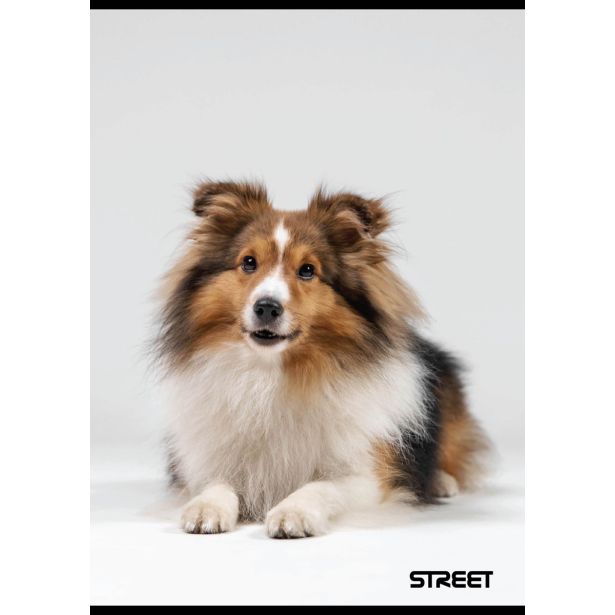 ŠOLSKI ZVEZEK STREET FRIENDS A4 BREZČRTEN, 54 LISTOV, SORT