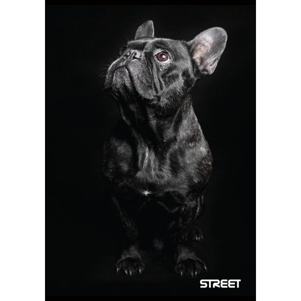 ŠOLSKI ZVEZEK STREET FRIENDS A4 KARO 1 CM, 54 LISTOV, SORT