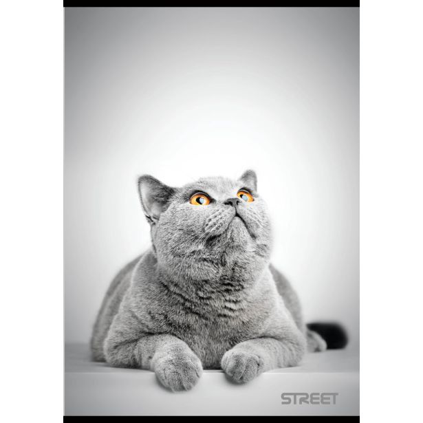 ŠOLSKI ZVEZEK FRIENDS A4 KARO 5 MM, 54 LISTOV, SORT