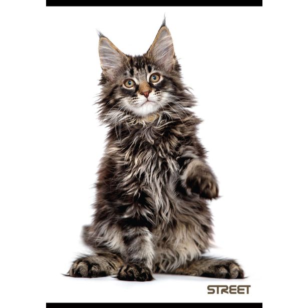 ŠOLSKI ZVEZEK FRIENDS A4 KARO 5 MM, 54 LISTOV, SORT