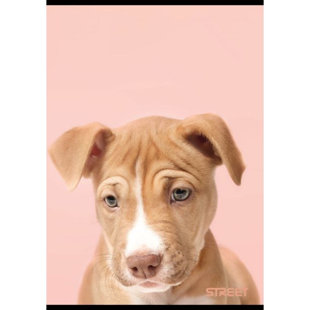 ŠOLSKI ZVEZEK FRIENDS A4 KARO 5 MM, 54 LISTOV, SORT