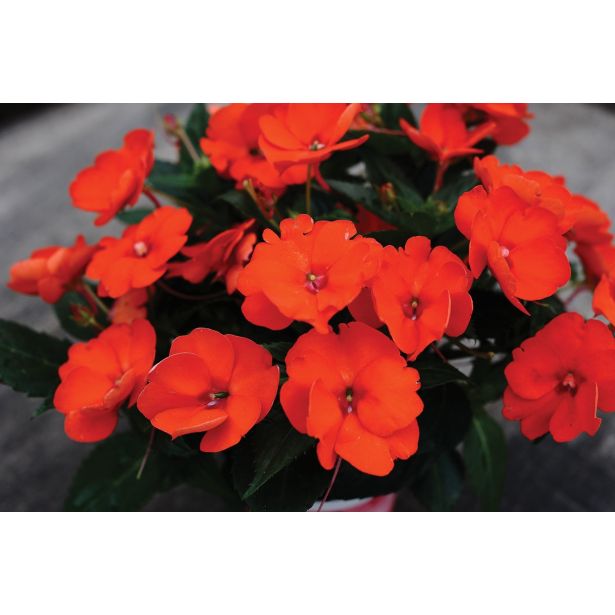 SONČNA VODENKA VOLMARY IMPATIENS X HYBRIDA SUNPATIENS L12