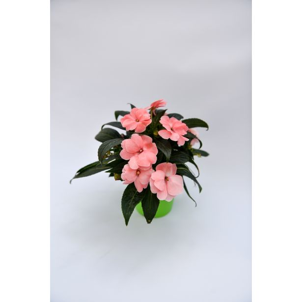 SEZONSKA RASTLINA SONČNE VODENKE MIX NOVA GVINEJA L12