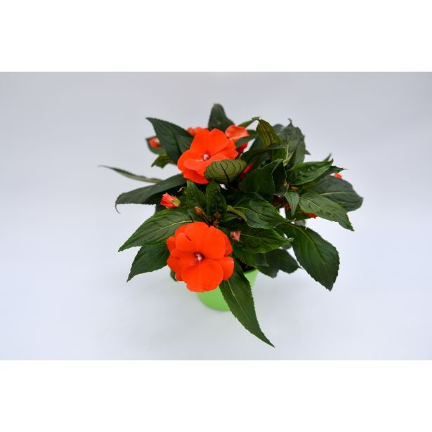 SEZONSKA RASTLINA SONČNE VODENKE MIX NOVA GVINEJA L12