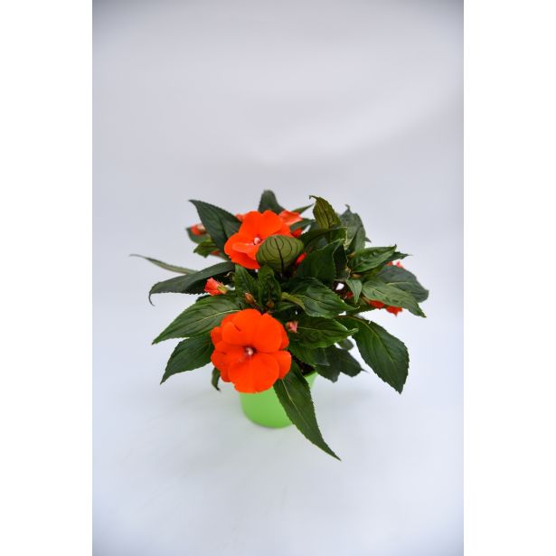 SEZONSKA RASTLINA SONČNE VODENKE MIX NOVA GVINEJA L12