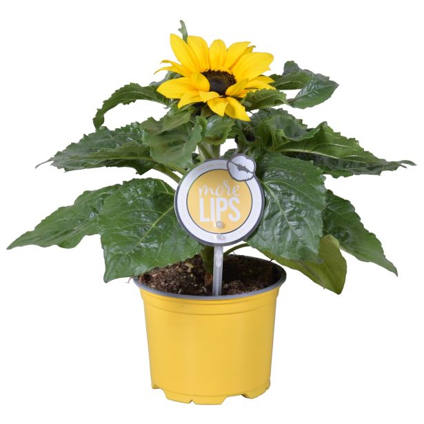 CVETOČA SOBNA RASTLINA SONČNICA L12