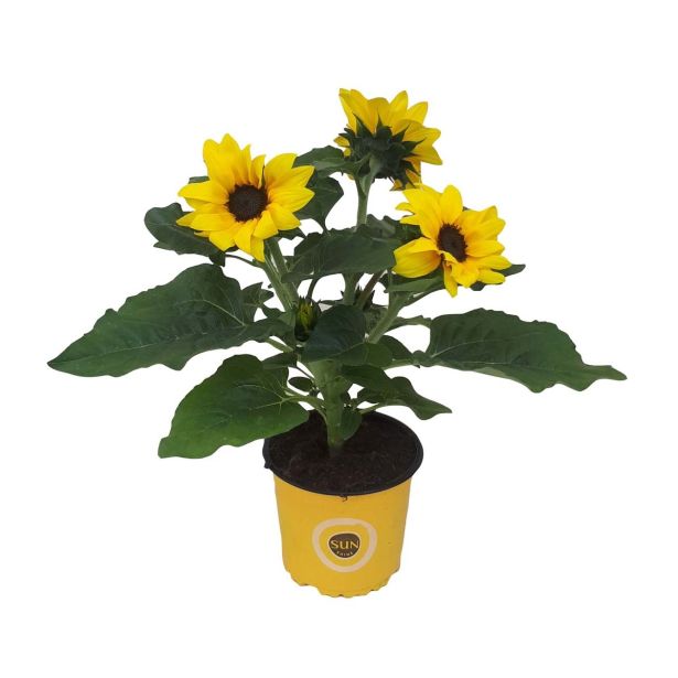 CVETOČA SOBNA RASTLINA SONČNICA SUNSATION L13 VIŠ 35 CM