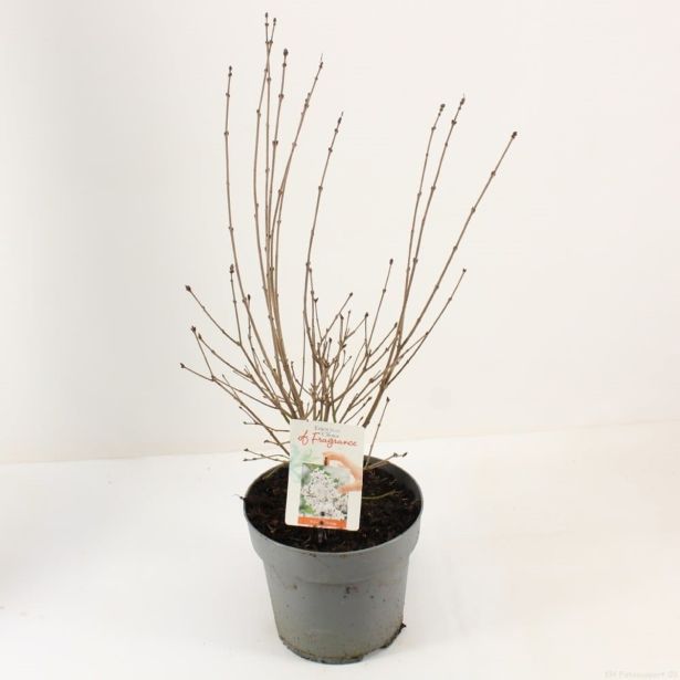 GRM ŠPANSKI BEZEG FLOWERFESTA WHITE L21