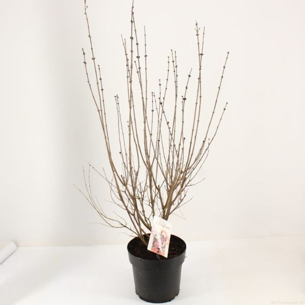 GRM ŠPANSKI BEZEG RED PIXIE L21