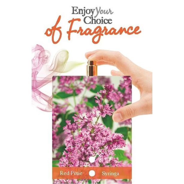 GRM ŠPANSKI BEZEG RED PIXIE L21