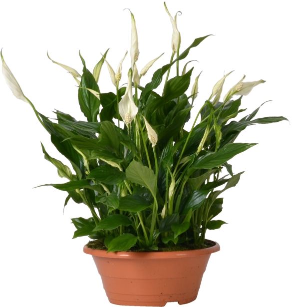 SPATIFIL BELLINI V SKLEDI L23