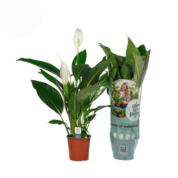 SPATIFIL BINGO CUPIDO L17 CM