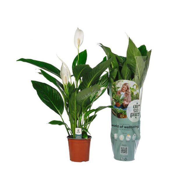 SPATIFIL BINGO CUPIDO L19 CM