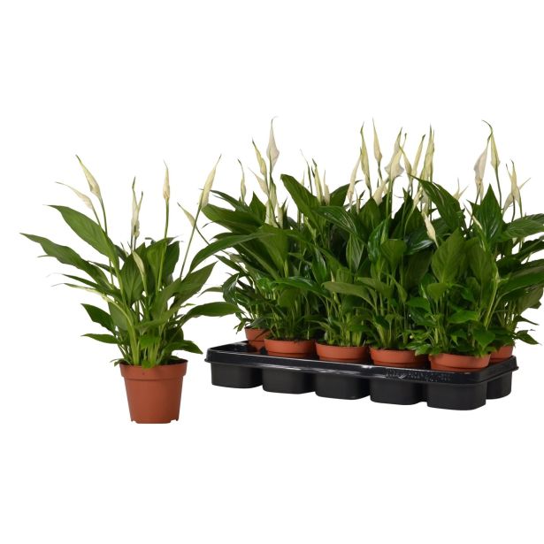 SPATIFIL CAVALLI L12