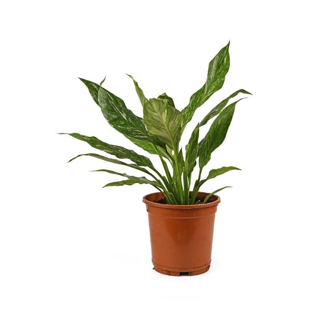 SPATIFIL DIAMOND MIX L14CM VIŠ 50CM