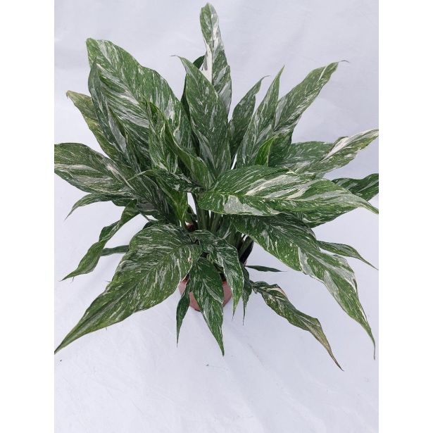 SPATIFIL DIAMOND MIX L14CM VIŠ 50CM