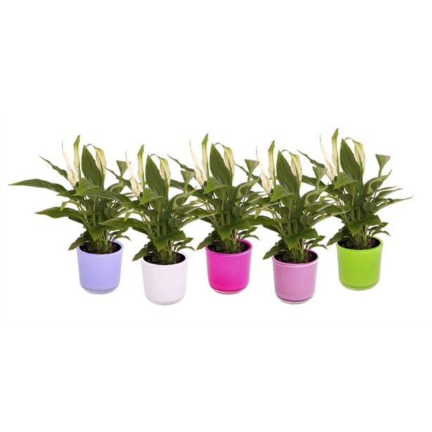 SPATIFIL STEKLENI LONČEK PEARL CUPIDO L7