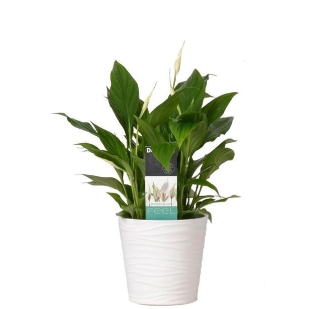 SPATIFIL V OKRASNEM LONCU BELLINI L13