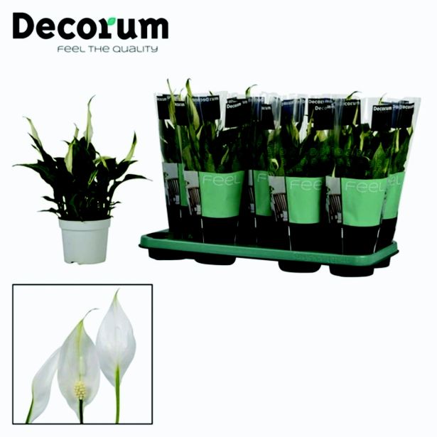 SPATIFIL BELLINI L13