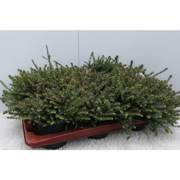 JESENSKA VRESA SPOMLADANSKA MIX L12.5