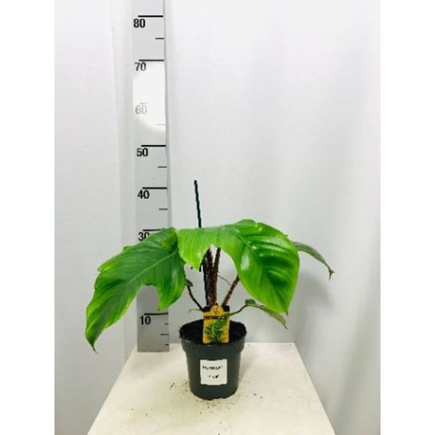 FILODENDRON SQUAMIFERUM L14