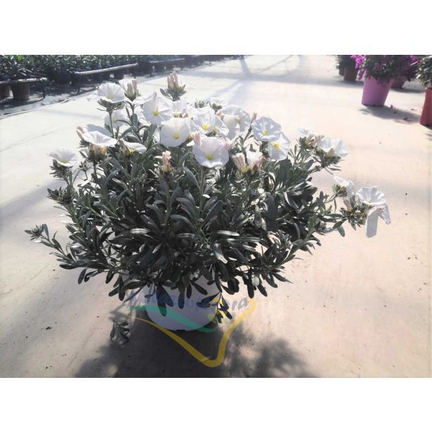 MEDITERANSKE RASTLINE SREBRNI SLAK L19