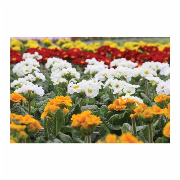 PRIMULA STEBELNA STIELETTO L11