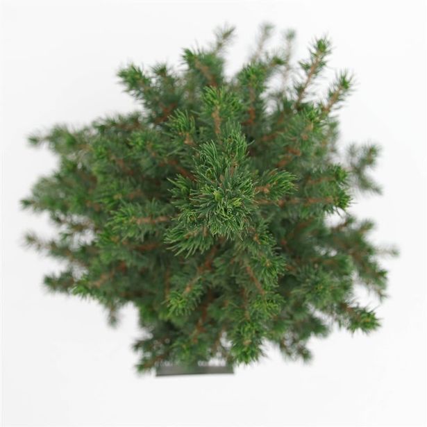 IGLAVEC STOŽČASTA SMREKA L19