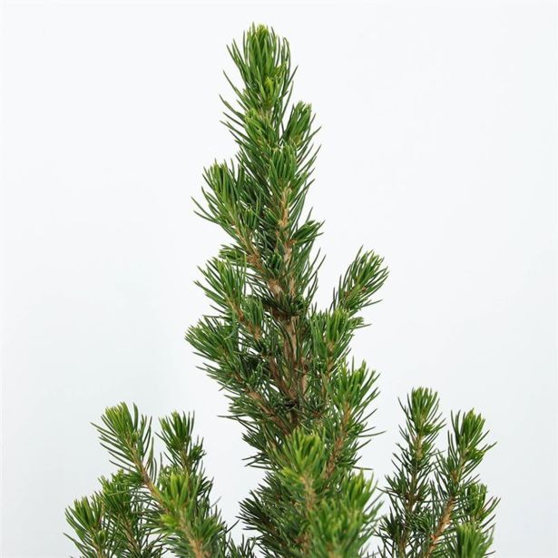 IGLAVEC STOŽČASTA SMREKA L19