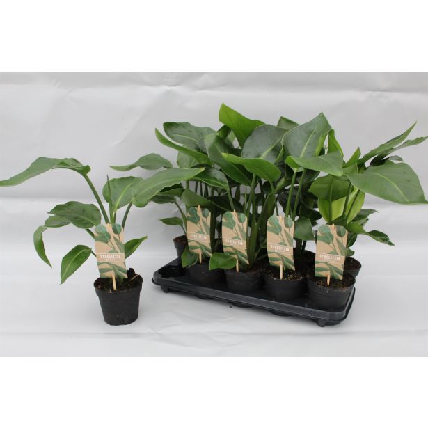 STRELICIJA NICOLAI L13