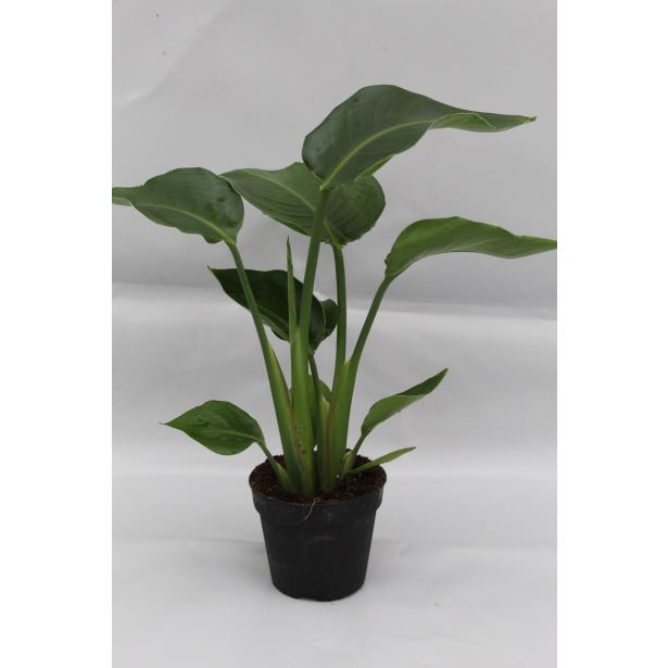 STRELICIJA NICOLAI L13